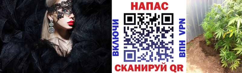 Канабис марихуана  Бавлы 
